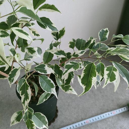 観葉植物　斑入り\nフィカス\nベンジャミン\nベンジャミンスターライト