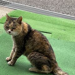 18歳　メス　シニア猫