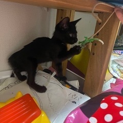 可愛い黒猫 − 愛知県