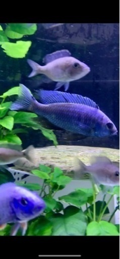 アフリカンシクリッド Copadichromis chrysonotus 15㎝　F2