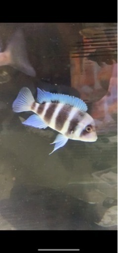 アフリカンシクリッド フロントーサ 日本初入荷産地 WILD9-10㎝