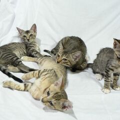 5月に野良猫が裏の物置きで産んだメスの子猫4匹です。の画像