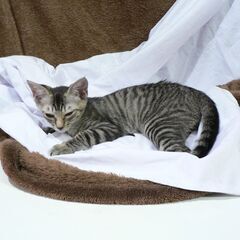 5月に野良猫が裏の物置きで産んだメスの子猫4匹です。 - 東近江市