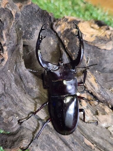 クワガタ\u0026カブトムシ撤退 成虫、幼虫色々詰め合わせ✨