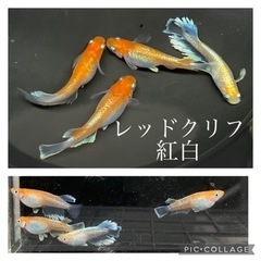 【nego_mdk】レッドクリフ紅白稚魚〜幼魚サイズ１ペア