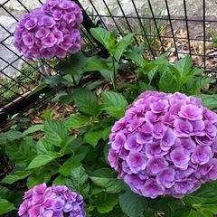紫陽花  各種苗 ありますNO.4