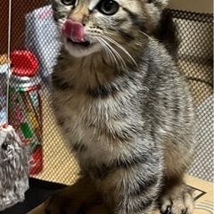 子猫の里親を探しています‼︎ - 猫