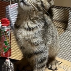 子猫の里親を探しています‼︎