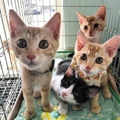 9月3日(日)🌸にゃん☆ぴーす猫の譲渡会🌸「アトリエTOM」JR都賀駅東口徒歩4分 - 千葉市