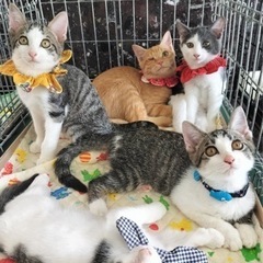 9月3日(日)🌸にゃん☆ぴーす猫の譲渡会🌸「アトリエTOM」JR都賀駅東口徒歩4分 - その他