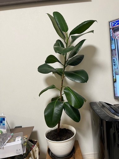 ゴムの木　100ｾﾝﾁ超え　観葉植物