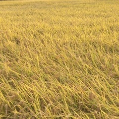 9【緊急販売】令和4年産　キヌヒカリ　玄米　減農薬栽培米