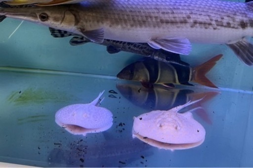 アルビノスノー　アルビノクロコ　メス　大型魚