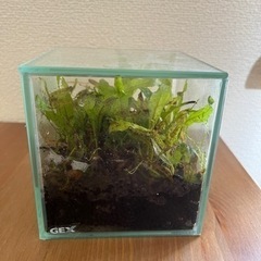 ADA ADA キューブガーデン 水槽 本体 キューブガーデン 36cm水槽 水草 