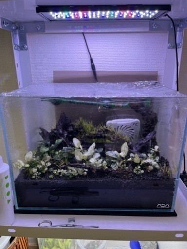 ADA キューブガーデン　36cm水槽　水草セット
