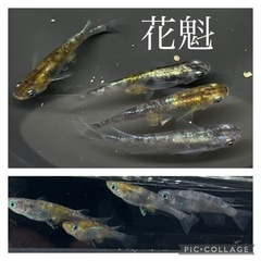 【nego_mdk】《9月1日更新》メダカの稚魚〜若魚