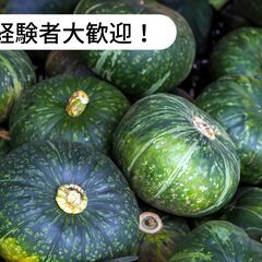 【日払い】北海道中川郡美深町でかぼちゃの収穫作業のお仕事！【単発...