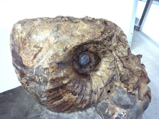 アンモナイト 化石 大型 重量 45kg 台座付き 詳細不明 オブジェ