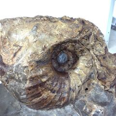 アンモナイト 化石 大型 重量 45kg 台座付き 詳細不明 オブジェ