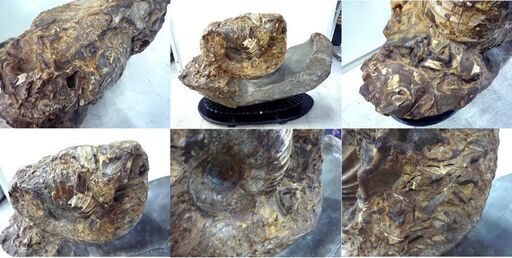 アンモナイト 化石 大型 重量 45kg 台座付き 詳細不明 オブジェ