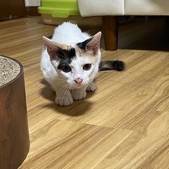 4ヶ月、おっとりした甘えん坊なミケ猫 − 神奈川県