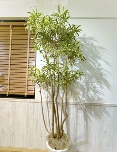 ドラセナ　ソングオブインディア　観葉植物