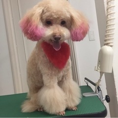 わんちゃんのシャンプー致します🐶！！