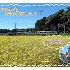 令和4年 千葉県四街道産コシヒカリ 30kg 地下水利用一等米