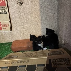 黒猫女の子、ハチワレ男の子　２匹 − 大阪府