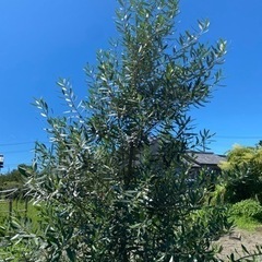 オリーブ　シプレッシーノ