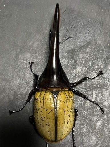 ＊9月8日(金)まで掲載＊D.H.ヘラクレス　オス単品　CBF2 148㍉ 9月8日(金)まで掲載＊D.H.ヘラクレス オス単品 CBF2 148㍉