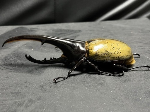 9月8日(金)まで掲載＊D.H.ヘラクレス オス単品 CBF2 148㍉