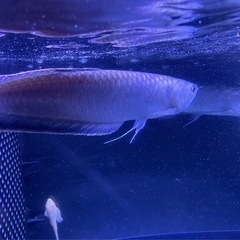 ブラックアロワナ35±