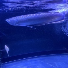 90cm規格水槽  生体（ブラックアロワナ、ポリプテルスエンドリケリー×2、オルナティピンニス）  引き取り限定 90cm規格水槽 生体（ブラックアロワナ、ポリプテルスエンドリケリー×2