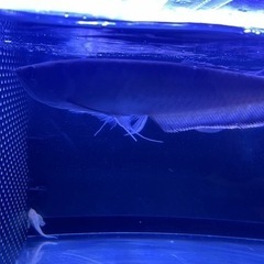 ブラックアロワナ35± ブラックアロワナ35±