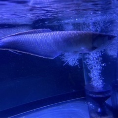 ブラックアロワナ35±