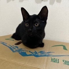 生後3ヶ月！凄く可愛い黒猫ちゃんです🥲🖤急遽里親様募集、ご連絡頂...