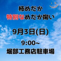 特別な！めだか掬い