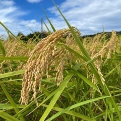令和5年度　コシヒカリ　30kg 新米　玄米　残8袋