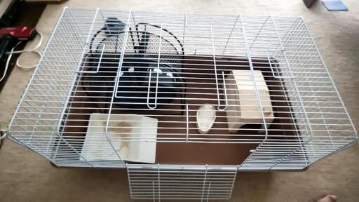 ハリネズミ 飼育セット