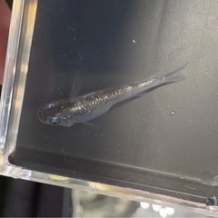 白斑ラメ体外光 幼魚 6匹