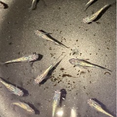 【取引中】メダカ サファイア 選外 若魚サイズ10匹
