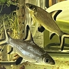 石垣市　シルバーシャーク　　熱帯魚🐠