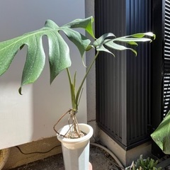 ★根上がり　モンステラ　デリシオーサ　観葉植物