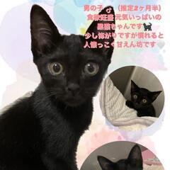 生後2ヶ月半ちょっとの黒猫♂ちゃん【事情により、14日までの募集...