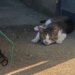 きじしろちゃんかさばしろちゃん