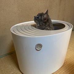 猫　トイレ【アイリスオーヤマ　上からトイレ　プチ】