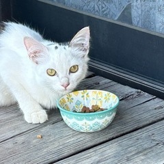 【里親募集】白キジの6ヶ月の子猫