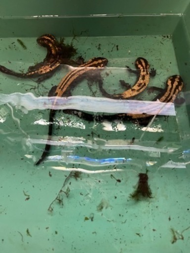 ラオスコブイモリ1ペアWD飼い込み個体