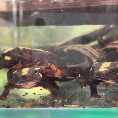 ラオスコブイモリ1ペアWD飼い込み個体